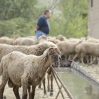 Золотое руно: станет ли экспорт овечьей шерсти доходной отраслью для страны? 