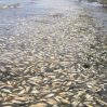 В Каспийском море произошла массовая гибель рыбы