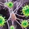 Ученые нашли возможный путь проникновения коронавируса в мозг