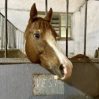 Лошадей из Шеки снова ждет голод? - Директор центра конного туризма бьет тревогу