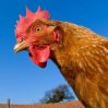 Азербайджан ввел ограничения на импорт куриной продукции из России