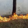 В Лерике горит лес