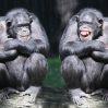 Искусственный интеллект Facebook спутал негров с приматами