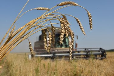 azerbaycan zakupaet pshenitsu u rossii