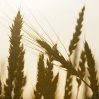 Талибы будут платить пшеницей за работу