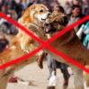 Будут ли наказаны организаторы собачьих боёв в Гёйгёле?