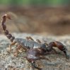 Ученые предложили лечить COVID-19 ядом скорпионов