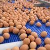 Азербайджан направит на мировой рынок около 100 млн яиц