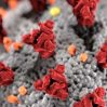 В Европе заявили о высокой степени риска из-за нового штамма коронавируса