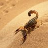 3 человека умерли и более 500 пострадали от укусов скорпионов в Египте