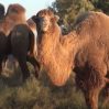 Прибыльные «корабли пустыни»: насколько успешным будет развитие верблюдоводства в Азербайджане?