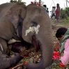 Около 600 слонов погибли в Индии из-за ударов током