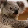 Власти Австралии выделят $35 млн на защиту коал