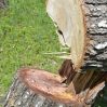 ИВ Хатаинского района не признается в вырубке деревьев