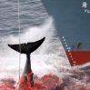 В Исландии запретят китобойный промысел