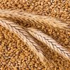 Азербайджан нарастил поставки пшеницы из Казахстана, на очереди – Индия
