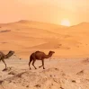 Солнце, пустыня и верблюды – как вписать сюда демократию?