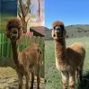 Настоящий Хан: как выглядит альпака, спасенный из контактного зоопарка Баку – ФОТО