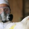 В нидерландской деревне в четвертый раз за месяц выявили птичий грипп