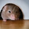 В Англии запретили клеевые ловушки из жалости к мышам