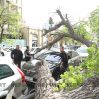 В Баку сильный ветер повалил дерево и повредил автомобили