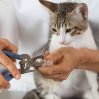 В Калифорнии запретят удалять кошкам когти