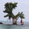 В Таиланде пытаются спасти слишком популярное дерево от любителей селфи
