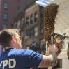 Полицейские вывезли из ресторана 2000 пчел, распугавших посетителей