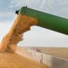 Цены на пшеницу взлетели на 10%