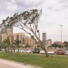 Синоптики предупредили об ожидаемом сильном ветре в Баку