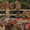 В Японии уничтожили обезьяну, терроризировавшую целый город
