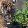В гости к амурскому тигренку: эксклюзив "Зеркало" из Бакинского зоопарка - ФОТО, ВИДЕО