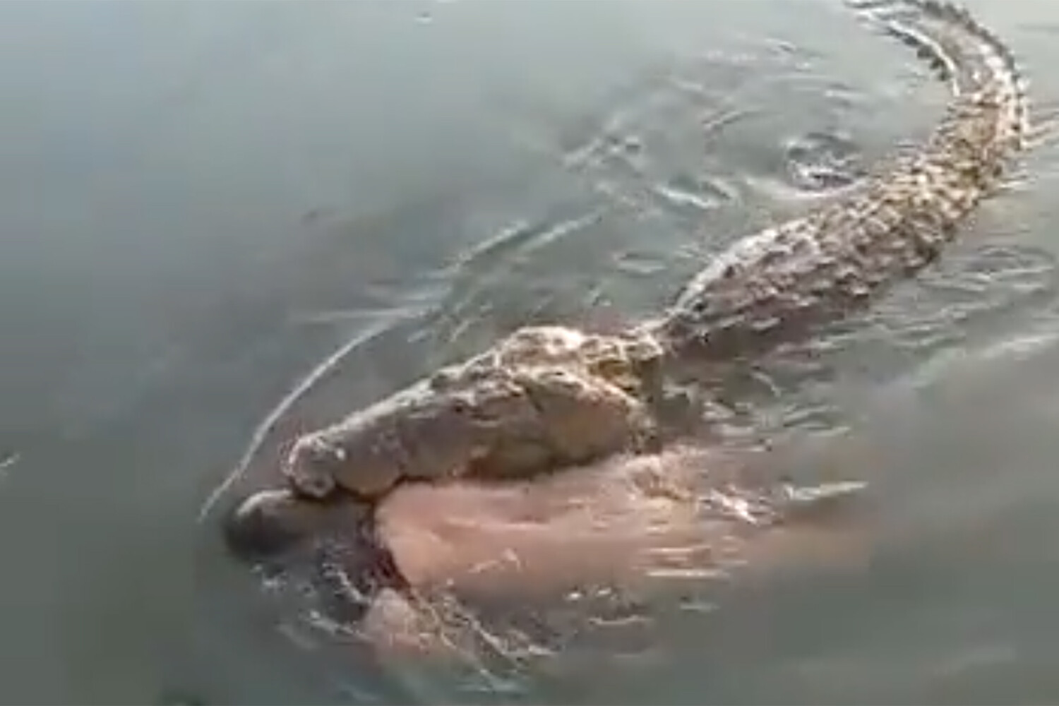 Soñar con cocodrilos en el agua