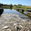 В Польше предложили 1 млн злотых за сведения о причинах загрязнения реки Одер