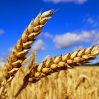 Счетная палата: Производство и запасы пшеницы в Азербайджане сократились
