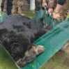 В Украине волонтеры спасли контуженного медведя