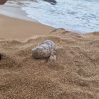 На пляжи Израиля выбросило десятки пакетов с наркотиками