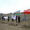 В Азербайджане 11 ноября будет посажено 111 111 деревьев