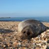 700 мертвых тюленей обнаружили на дагестанском побережье Каспия