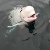 Российский кит-шпион плавает в скандинавских водах