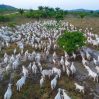 В Бразилии ради производства мяса вырубили более 800 млн деревьев