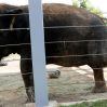 В зоопарке слонов приобщили к занятиям йогой - ВИДЕО