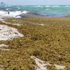 На пляжи Флориды выбросило тонны водорослей, содержащих "поедающие плоть" бактерии