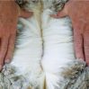 Не считают овец: станет ли шерсть в Азербайджане одной из статей экспорта?