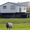 В Новой Зеландии вместо овец стали выращивать леса