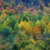 «Гирканские леса» включены в Список всемирного наследия ЮНЕСКО