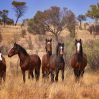 В Австралии убьют более 15 тысяч лошадей