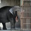 Умерла самая печальная слониха в мире