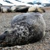 В Антарктике из-за эпидемии птичьего гриппа массово гибнут животные
