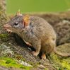 Ученые обнаружили мышей, которые становятся каннибалами после спаривания